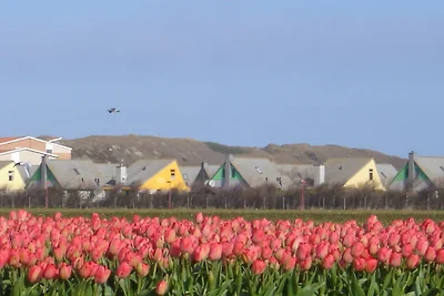 Ferienhaus Typ Albatros Julianadorp