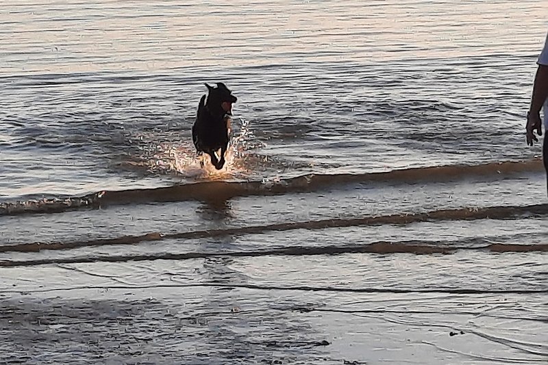 Ein majestätischer Seeadler im Flug über dem ruhigen See bei Sonnenuntergang.