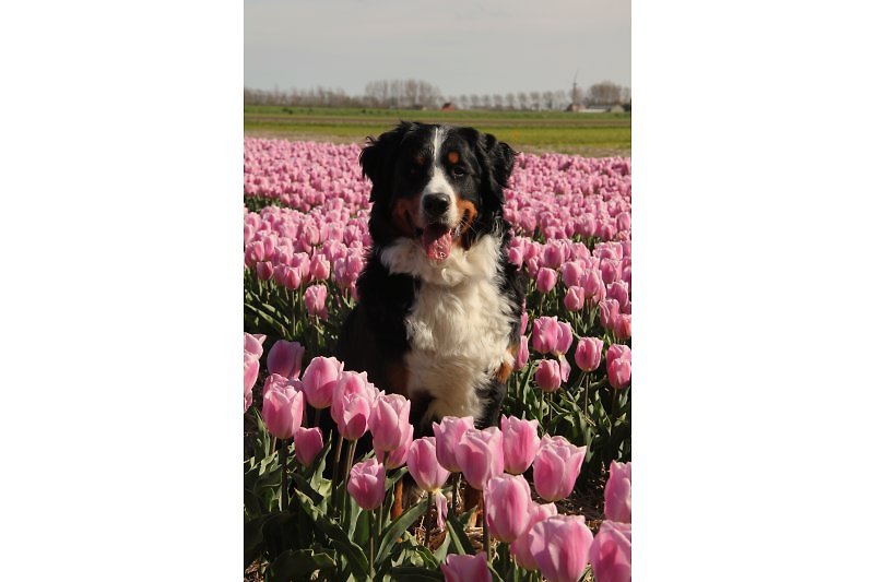 Frieda en el campo de tulipanes