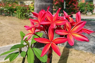 Villa Mango (Sunset Crest 208)