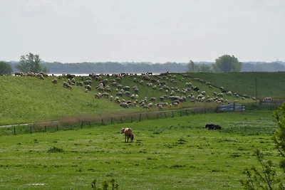 Ferienwohnungen-Krautsand Nr. 2