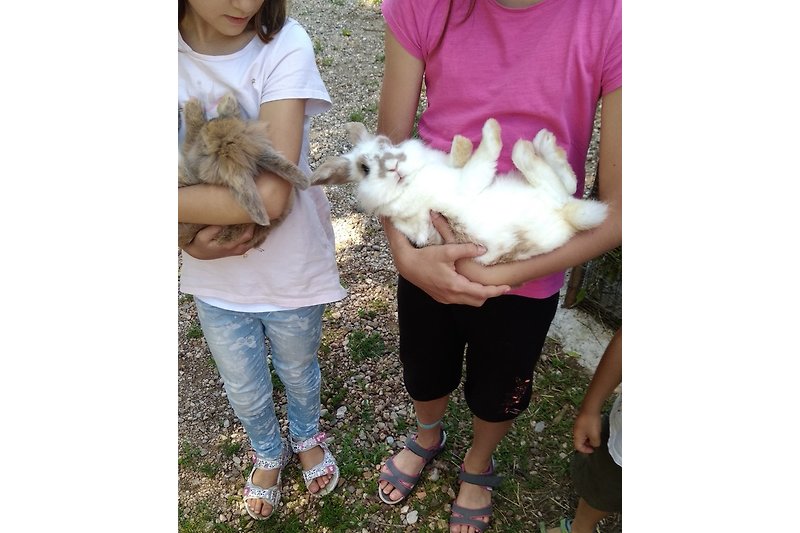 Die liebevollen Kaninchen