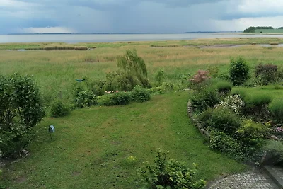 Boddenhalm