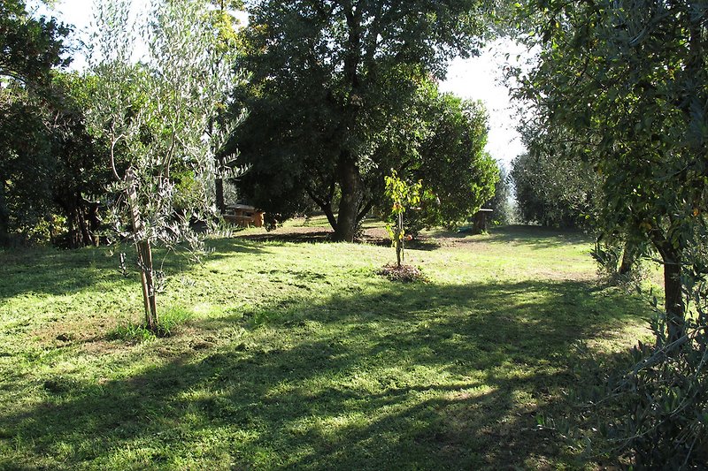 Das Grundstück weist auch einen alten Baumbestand auf. Hochgewachsene Kastanienbäume wechseln sich mit Olivenbäumen, Akazien und Eichen ab.