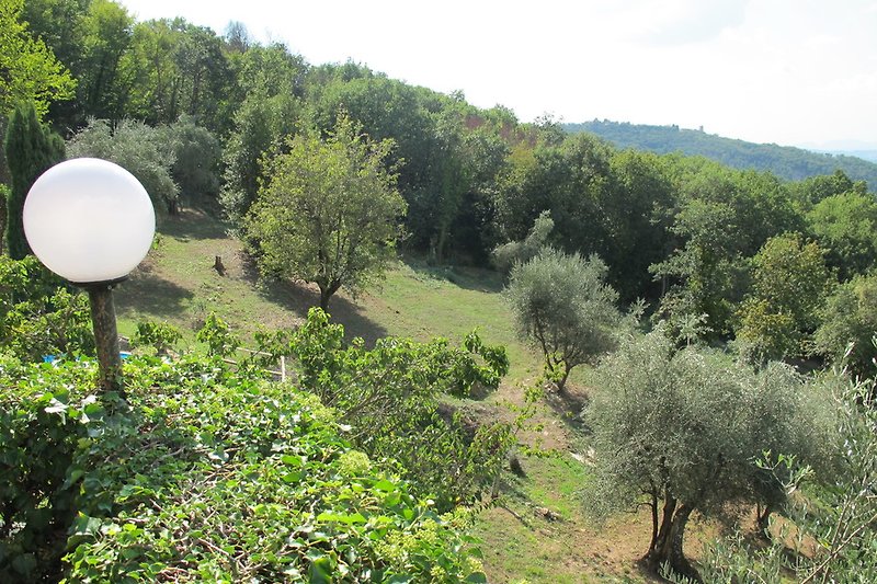 Ca. 5.000 qm großer Olivenhain zur alleinigen Nutzung mit Blick auf Montecatini Alto.