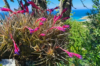 Sorbier con vista sul mare