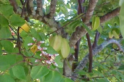 - Landhaus Am Alten Cajú-Baum