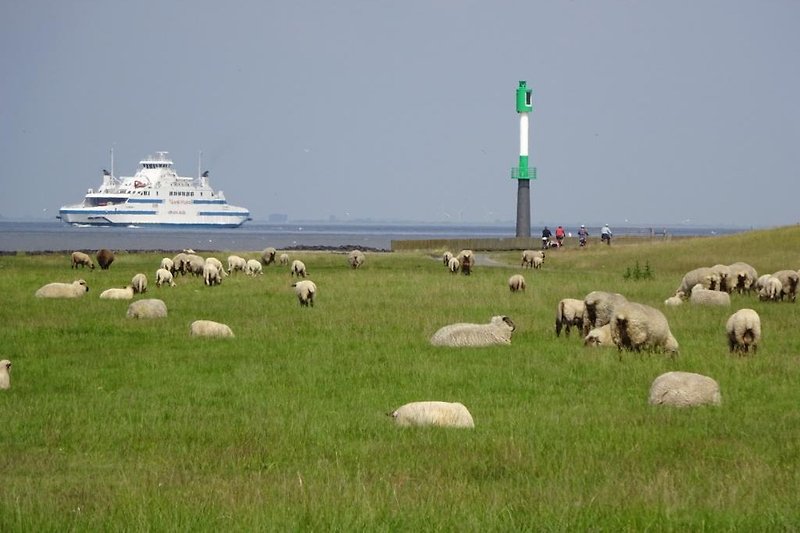 Flock of sheep on the dike