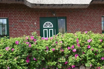 Ferienhaus Uferschwalbe