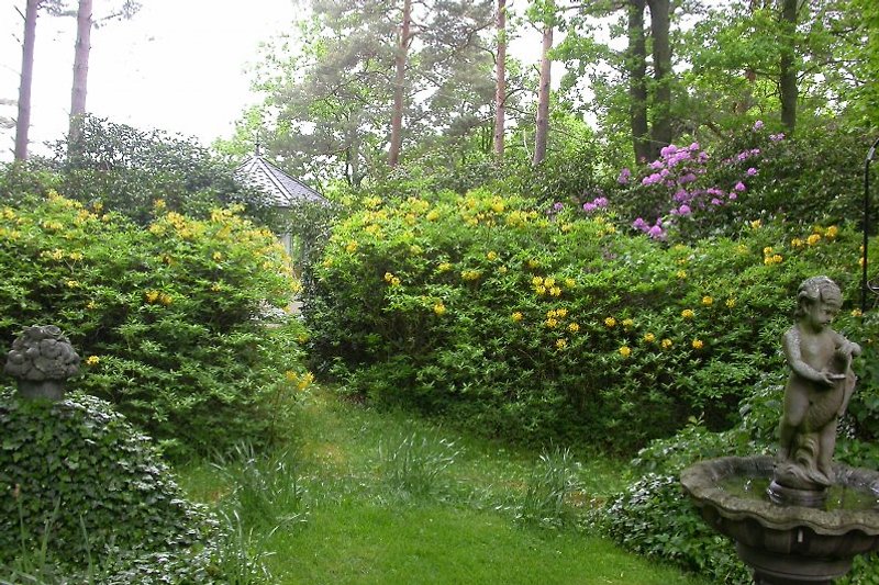 Viele Rhododendren