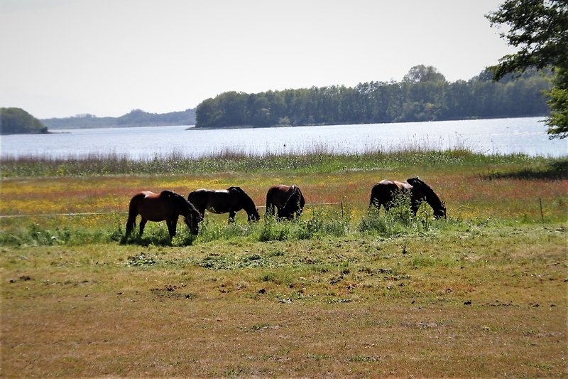 Pferdekoppel am Gothensee