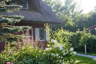 Haus-Rosenrot