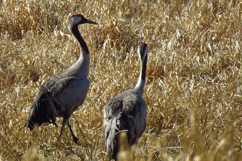 With a lot of luck, you can also observe cranes.
