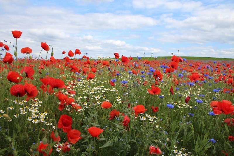 Always magnificent in spring: the poppy fields