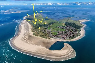 Opashus  Fewo. Strandflieder