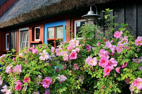 Ferienhaus Born