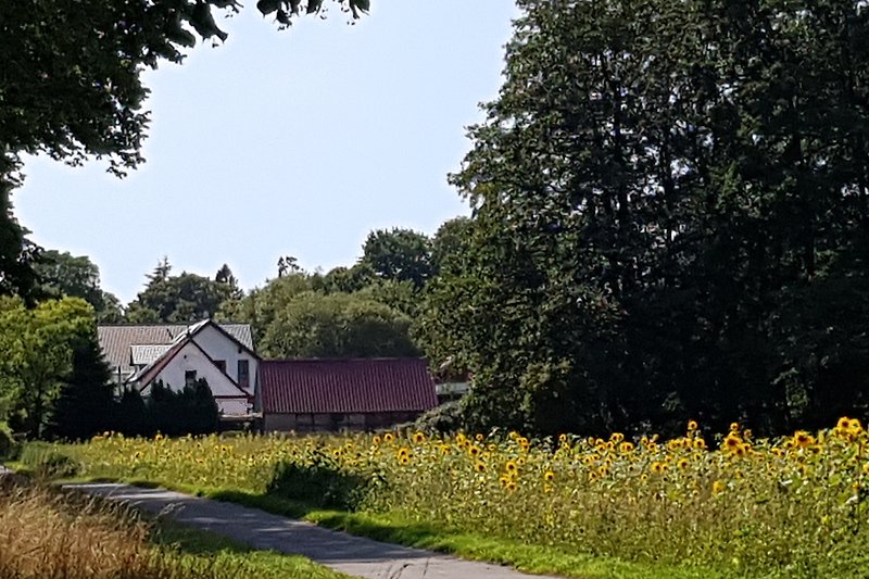 Blick vom Radweg übers Sonnenblumenfeld auf "Zeit-für-Rügen"