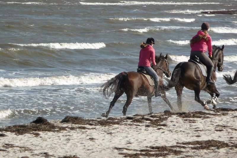 Mit dem Pferd an die Ostsee