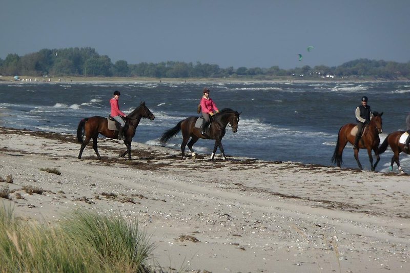 Reiterglück am Strand