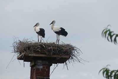 Domek letniskowy Stork