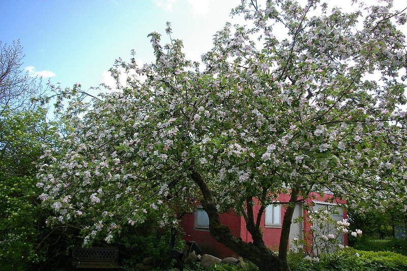 Obstbaumblüte im Frühjahr, im Hintergrund die Fahrradgarage