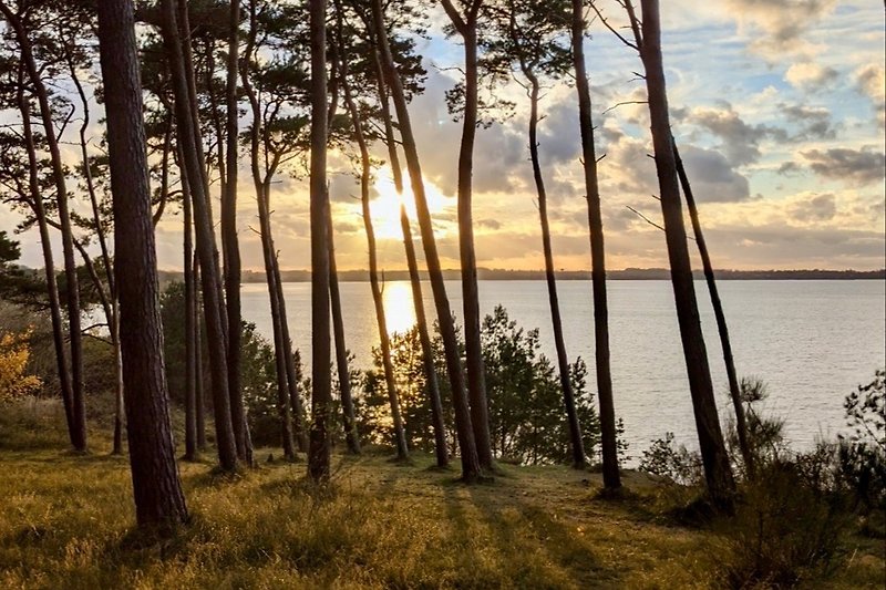 Tallskog, Fichtenwald mit Blick auf den Sonnenuntergang