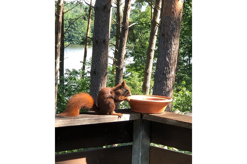 Besuch vom Eichhörnchen 