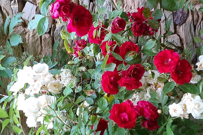 Ein blühender Garten mit rosa Rosen und anderen Pflanzen.