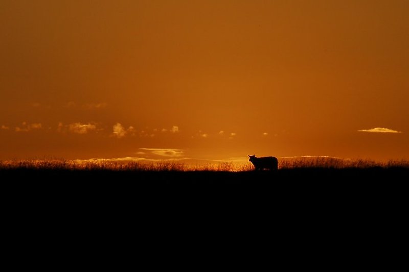 Die Schafe genießen jeden Sonnenuntergang