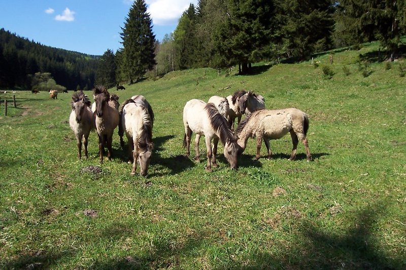 Wildpferde im Taubachtal