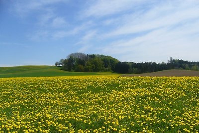 Wohnung Sonnenblume