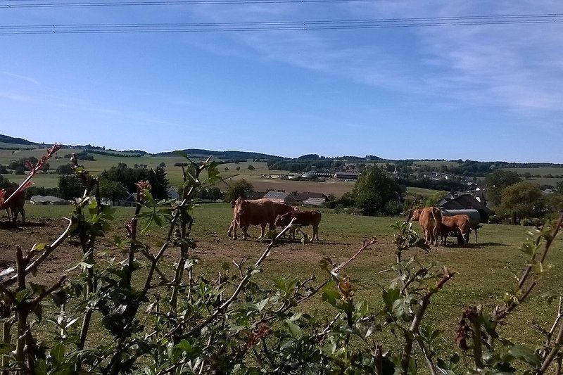 Glückliche Kühe, Ortsrand Rommersheim