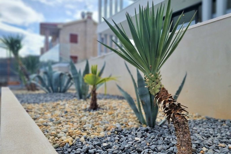Yucca Palme
