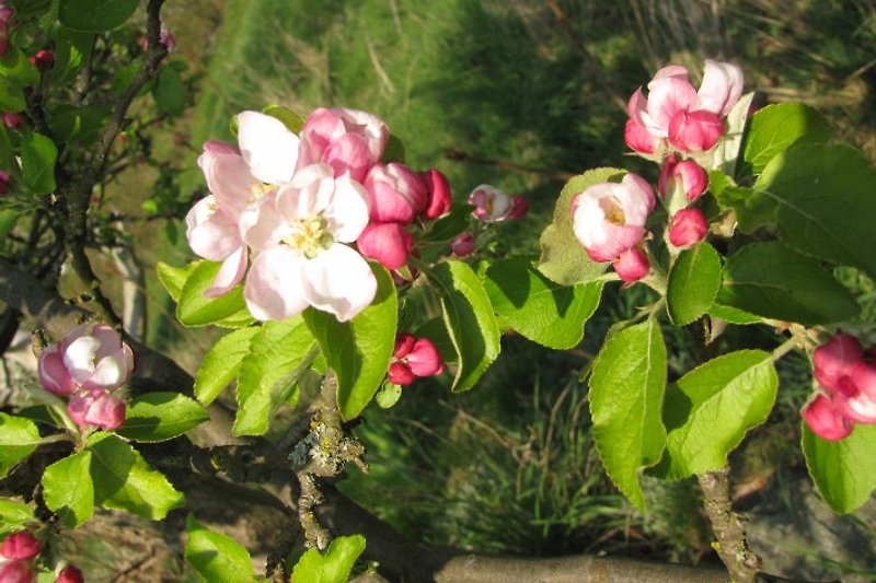 Cvijet jabuke