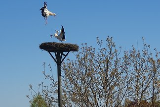 Ruhe und Entspannung in der Uckermark