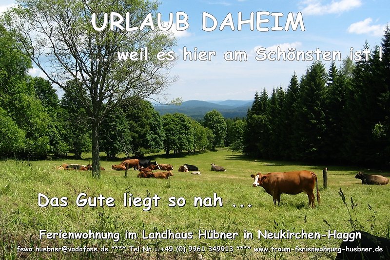 Kühe grasen glücklich auf grüner Weide.