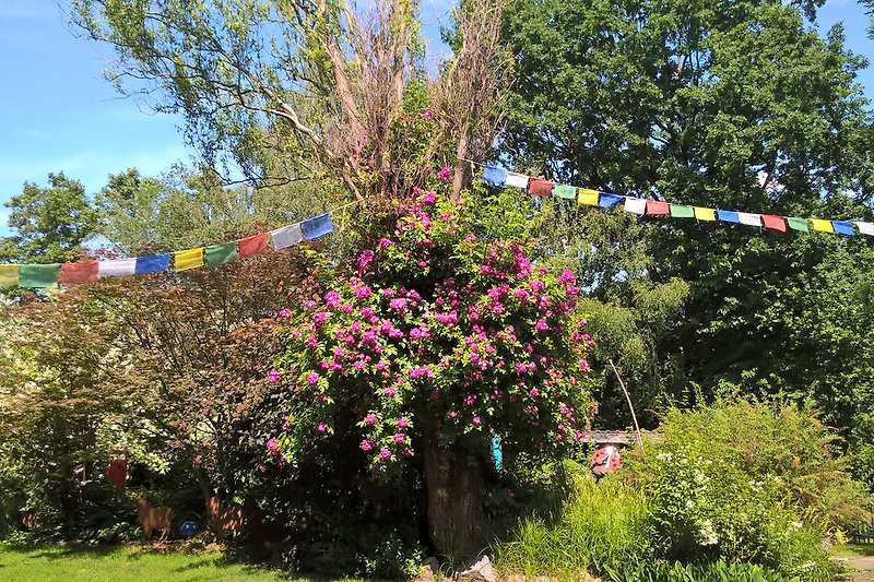 Ramblerrose im Sommergarten