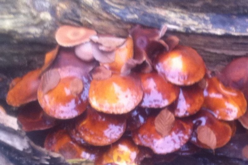 The mushroom season has started.