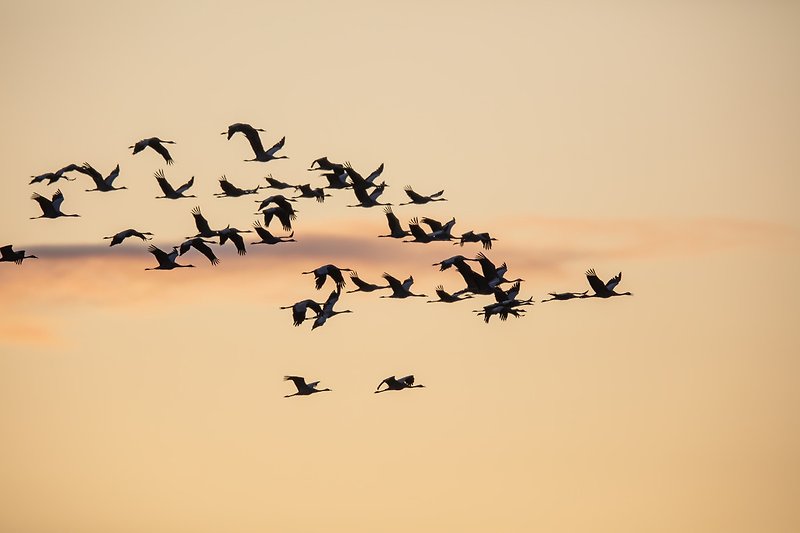 Crane migration in autumn