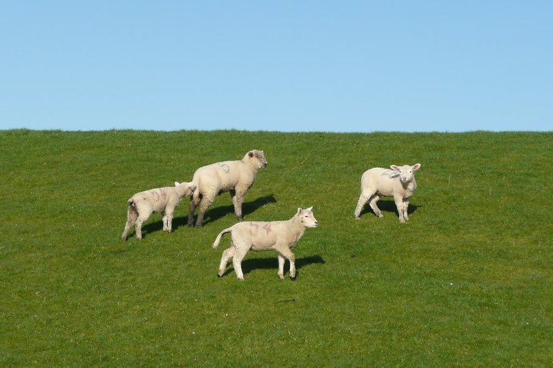 Schafe auf dem Deich 