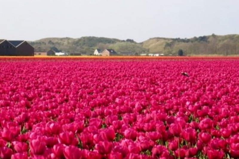 Tulip fields in spring