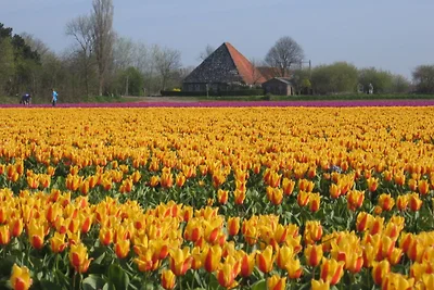 Molenaar