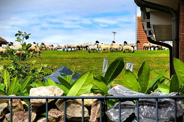 Ferienhaus Norddeich