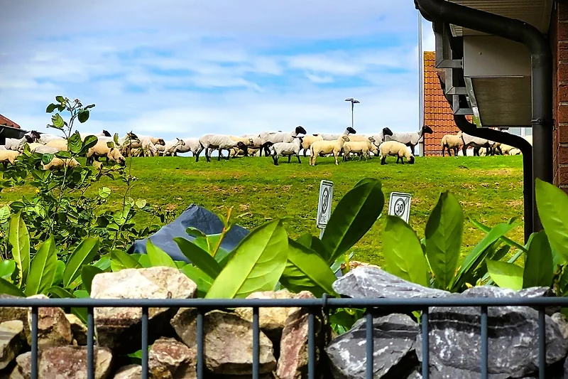 Blick auf den DEICH direkt von der Terrasse