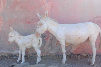 SARDEGNA CASA ELISABETTA E FEDERICA