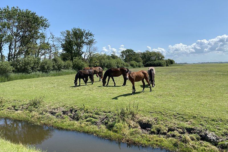 Pferde grasen auf grüner Weide unter blauem Himmel.
