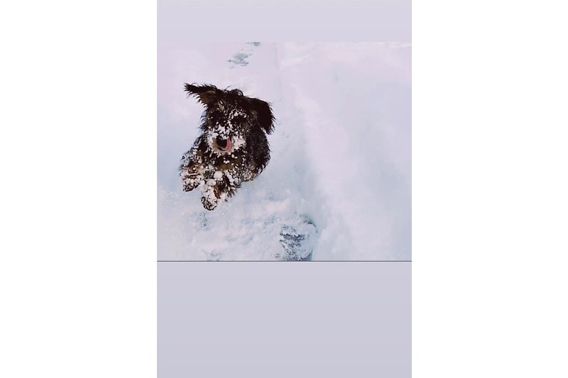 Schneebedeckter Hund mit Wasserhund-Rasse am See.