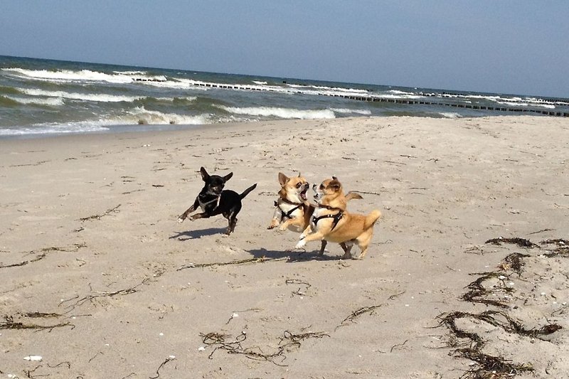 Hundestrand in 10 Autominuten