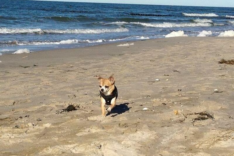Hund spielt am Strand, Wellen im Hintergrund.
