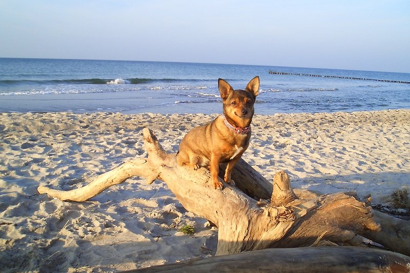 Hund am Strand  und hat viel Spaß.